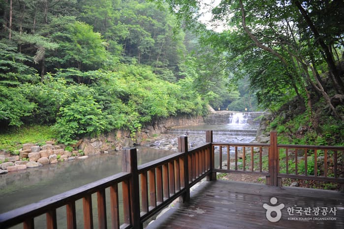 Wonju Baegunsan National Recreational Forest (국립 백운산자연휴양림 (원주))