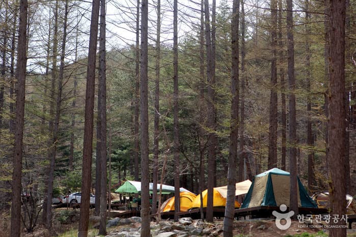 Cheongoksan National Recreational Forest (국립 청옥산자연휴양림)