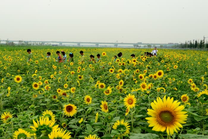 Daejeo Eco Park (대저생태공원)