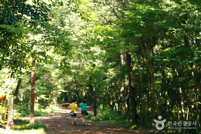 Seogwipo Healing Forest (서귀포 치유의 숲)