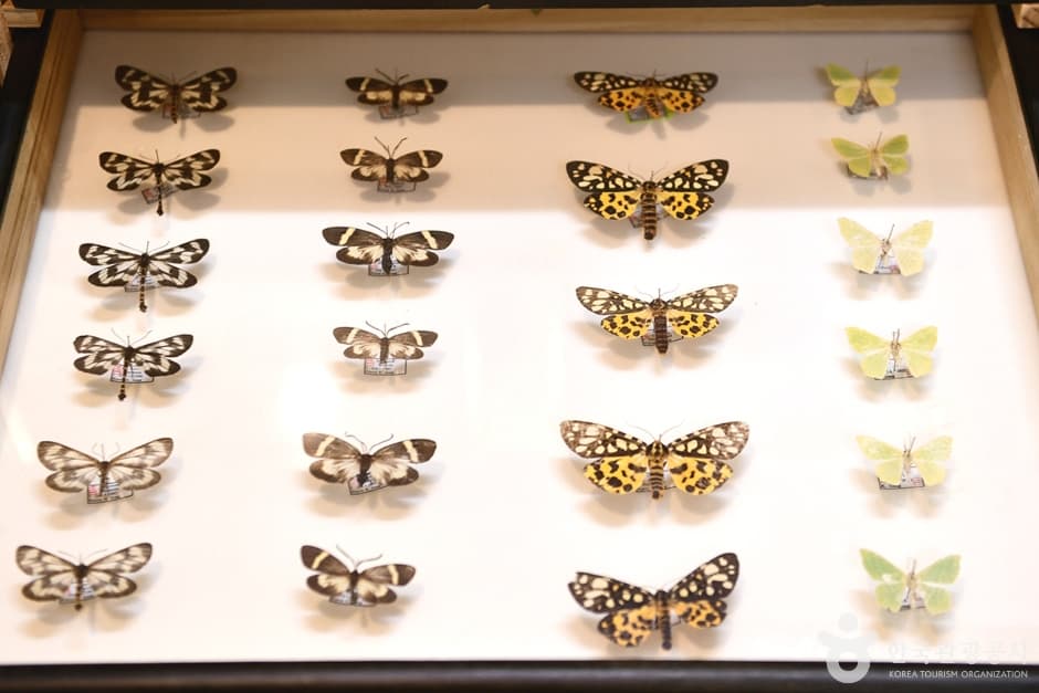 Suncheon Insect Museum (순천곤충박물관)