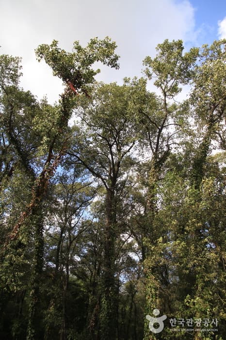 Heoninneung Royal Tombs Ecological Preservation Area (Alder Tree Forests) (헌인릉 생태경관보전지역(오리나무림))