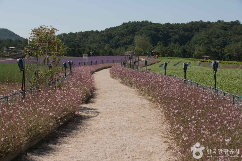 Goseokjeong Flower Field (고석정 꽃밭)