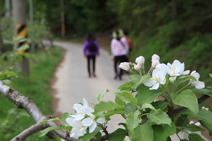 Pyeonggwang-dong Apple Village (평광동 사과마을)
