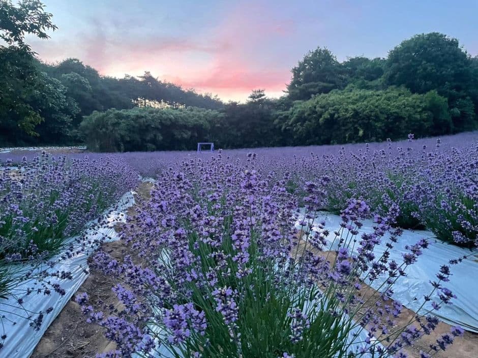 Gochang Blue Farm Lavender Festival (고창청농원 라벤더 축제)