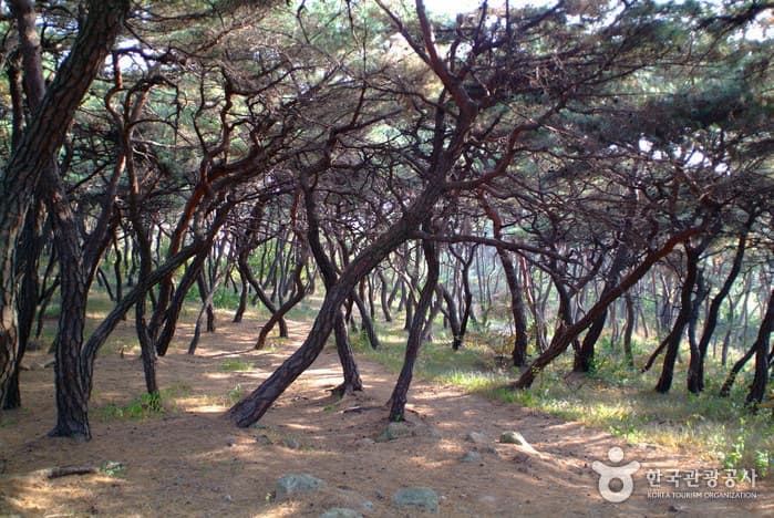 Tomb of Queen Seondeok (경주 선덕여왕릉)
