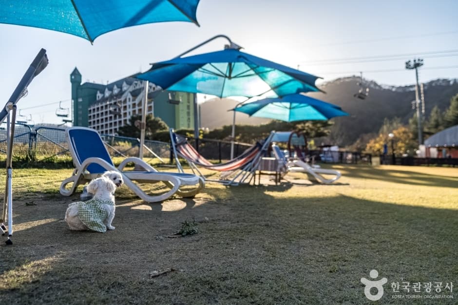 Yangji Pine Pet Park (양지파인펫파크)