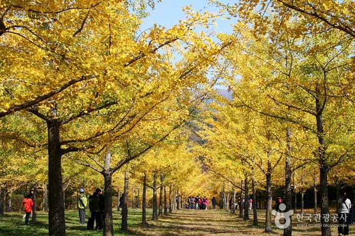 Hongcheon Ginkgo Forest (홍천 은행나무숲)