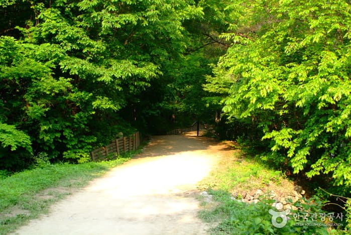 Jusanji Pond [National Geopark] (주산지 (청송 국가지질공원))