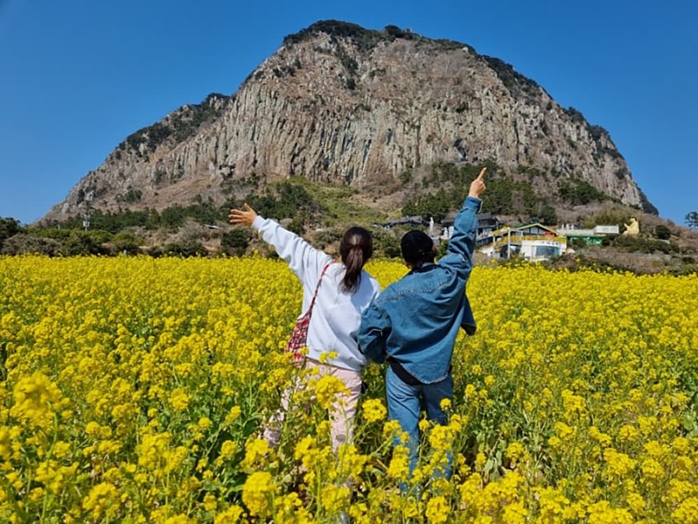 Sanbangsan Canola Field (산방산유채꽃밭)