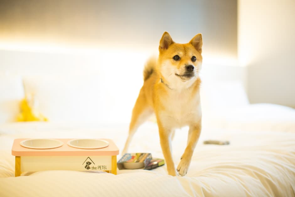 The Petel Premium Suite (더펫텔프리미엄스위트)