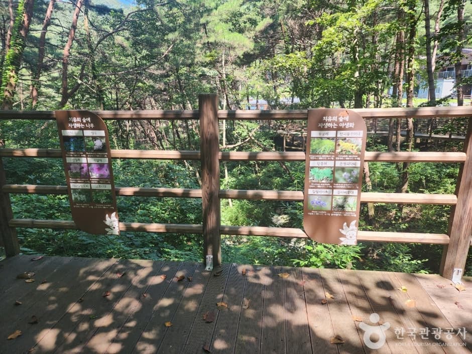 Geochang Anti-aging Healing Land (거창 항노화힐링랜드)
