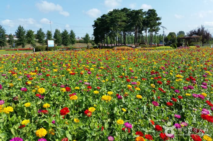 Guri Hangang Park (Cosmos Park) (구리시민한강공원 (코스모스공원))