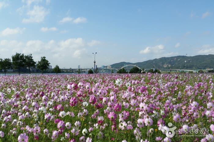 Guri Hangang Park (Cosmos Park) (구리시민한강공원 (코스모스공원))