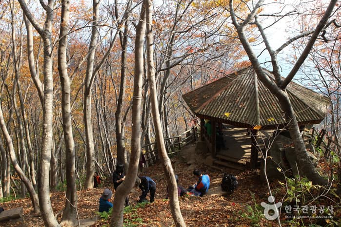Seonginbong Primeval Forest [National Geopark] (성인봉 원시림 (울릉도, 독도 국가지질공원))