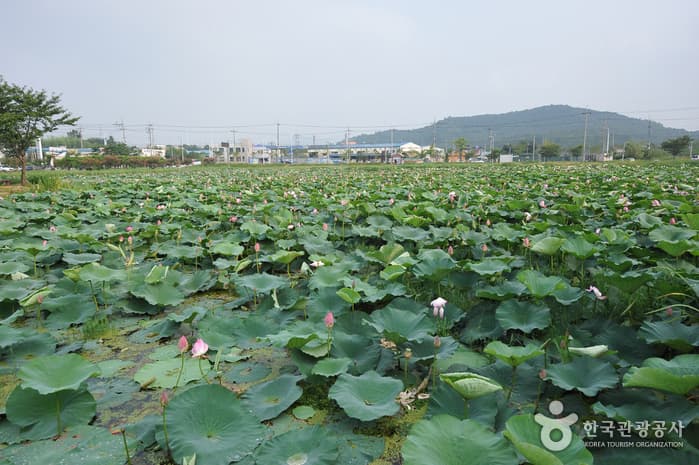 Jeonpyeongje Reservoir (전평제)