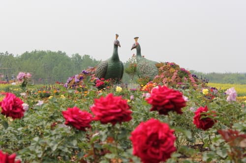 Sudokwon Landfill Site Wildflower Complex Dream Park (수도권 매립지 야생화단지 드림파크)