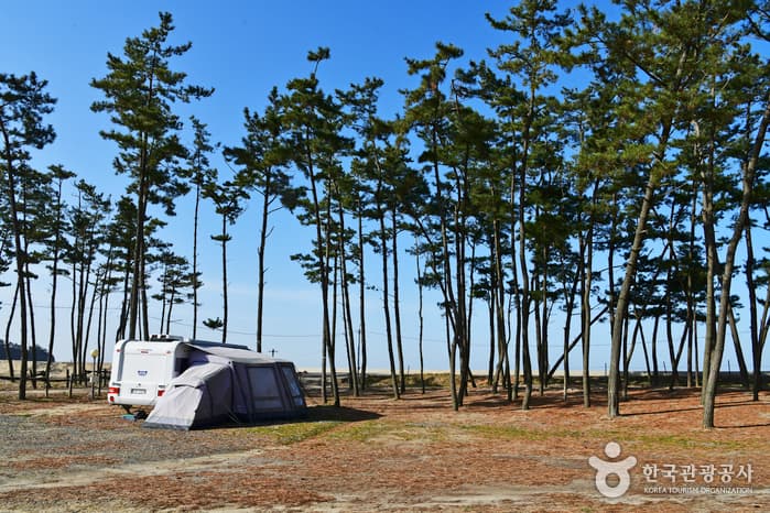 Baeksajang Beach (백사장해수욕장)