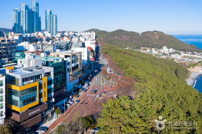 Dalmaji Road (해운대 달맞이길)