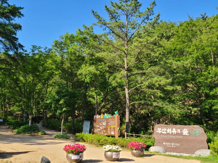 Busan Healing Forest (부산 치유의 숲)