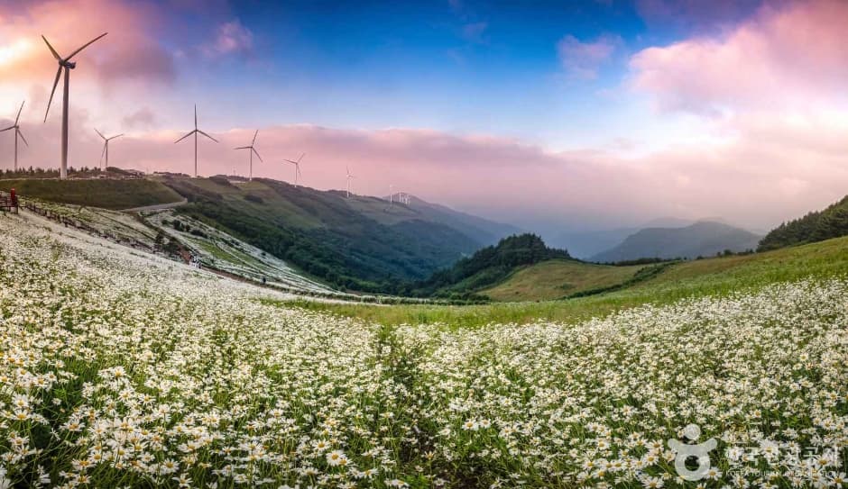 Pyeongchang Yukbaekmajigi (평창 육백마지기)