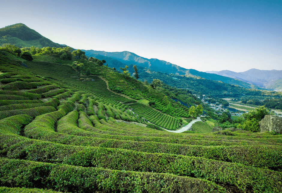 Hadong Wild Tea Cultural Festival (하동 야생차문화축제)