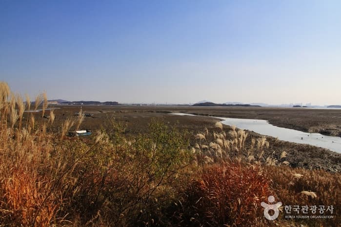 [Ganghwa Nadeul-gil Course 8] Bird Watching Trail ([강화 나들길 제8코스] 철새 보러 가는 길)