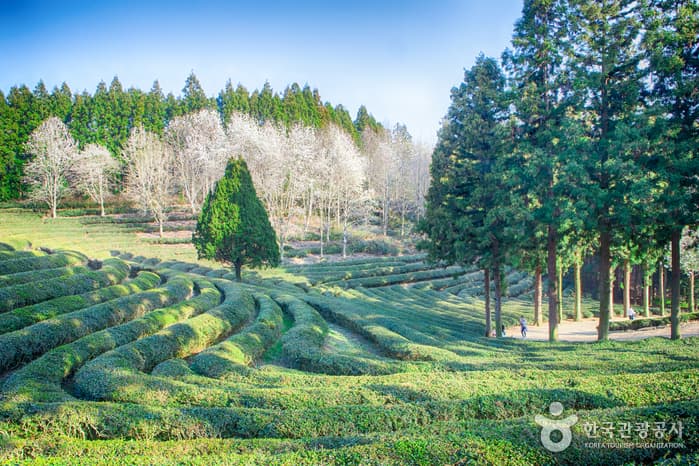 Daehan Dawon Tea Plantation (대한다원)
