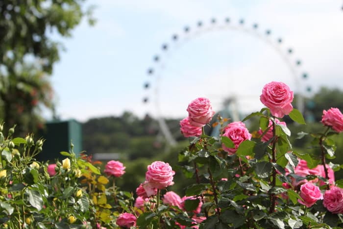 Everland Rose Garden (에버랜드 플라워 아트&마켓)