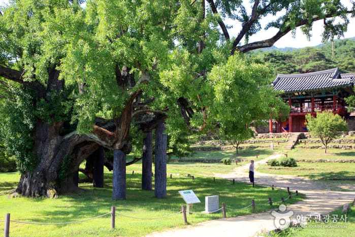 Dodongseowon Confucian Academy [UNESCO World Heritage] (도동서원 [유네스코 세계문화유산])