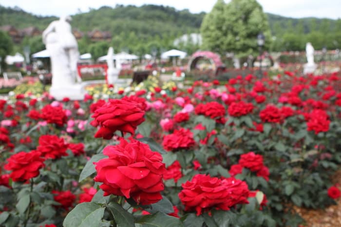 Everland Rose Garden (에버랜드 플라워 아트&마켓)