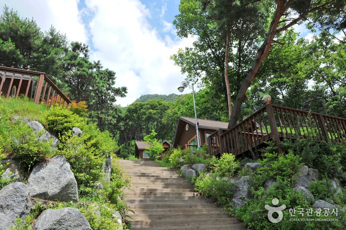 Yongmunsan Recreational Forest (용문산자연휴양림)