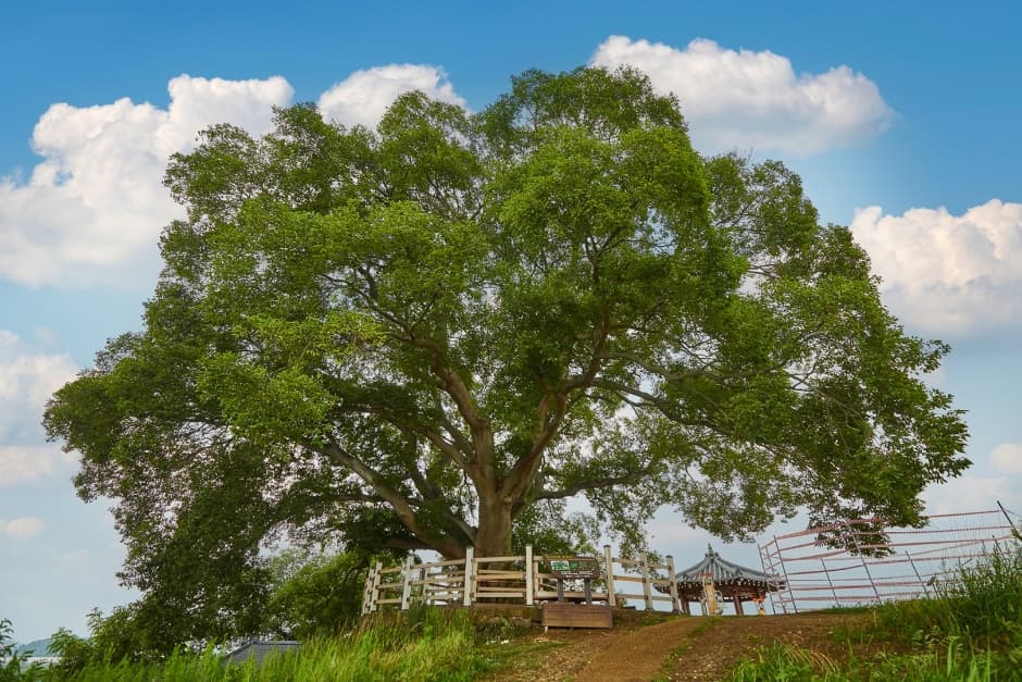 Hackberry Tree in Bukbu-ri (창원북부리팽나무)