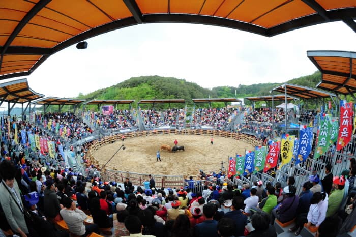 Jinju Bullfighting Arena (진주소싸움경기장)