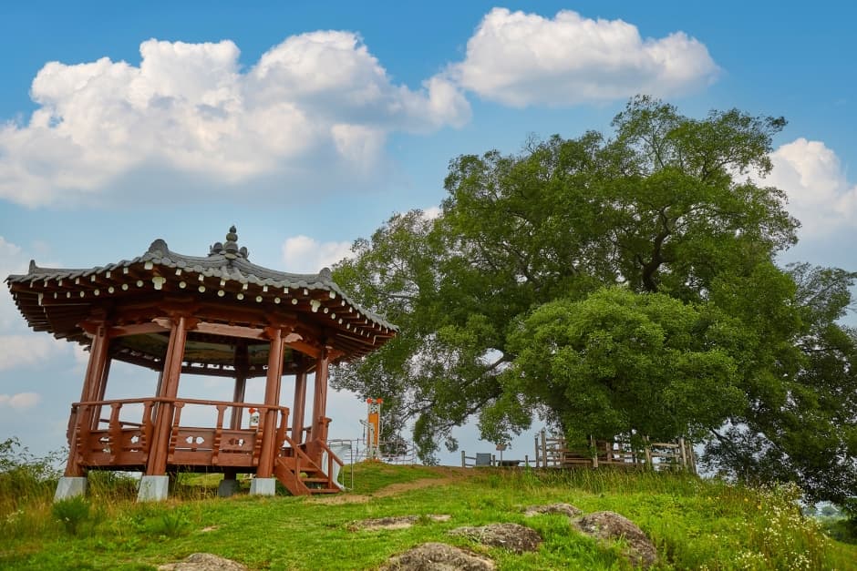 Hackberry Tree in Bukbu-ri (창원북부리팽나무)