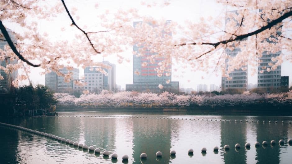 Seokchon Lake Cherry Blossom Festival (호수벚꽃축제)