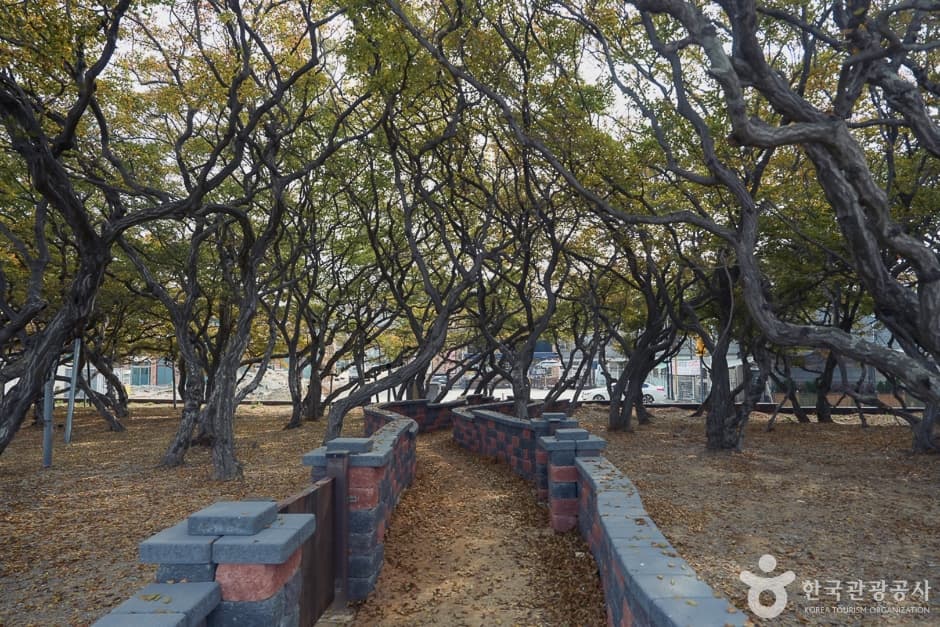Hornbeam Habitat (서어나무(소사나무)군락지)