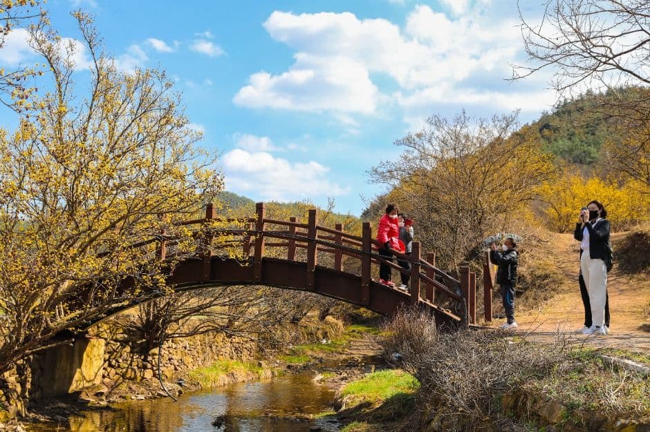 Uiseong Sansuyu Village Flower Festival (의성 산수유마을 꽃맞이행사)