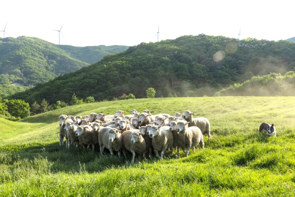 Samyang Roundhill (삼양라운드힐 )