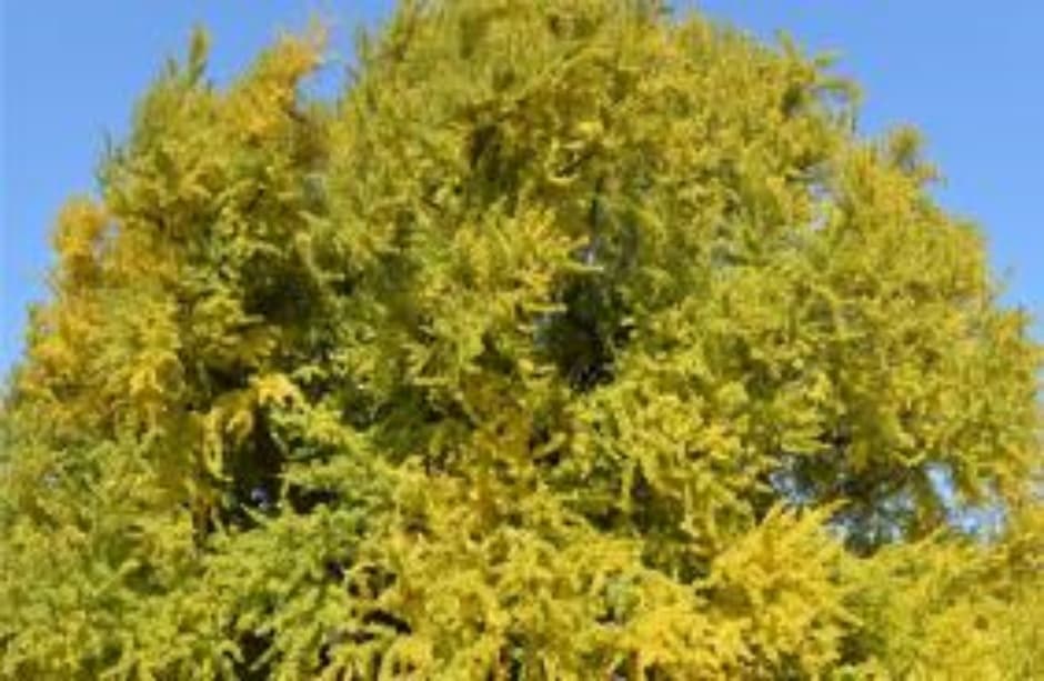 Wonju Bangye-ri Ginkgo Tree (원주 반계리 은행나무)