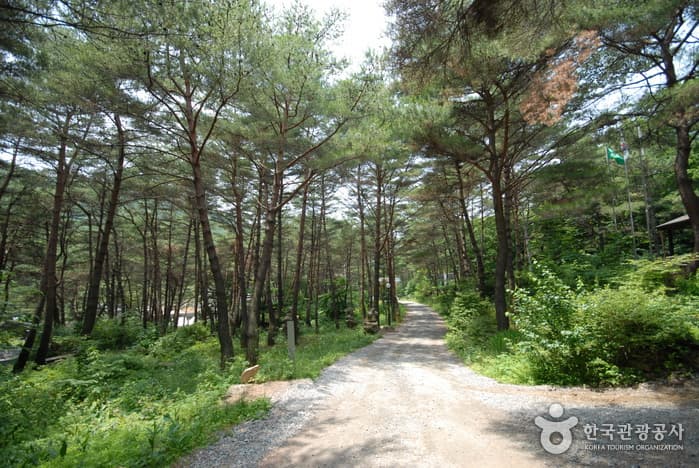 Joryeongsan Recreational Forest (조령산자연휴양림)