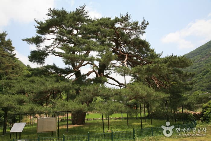 Jeongipum Pine Tree (보은 속리 정이품송)