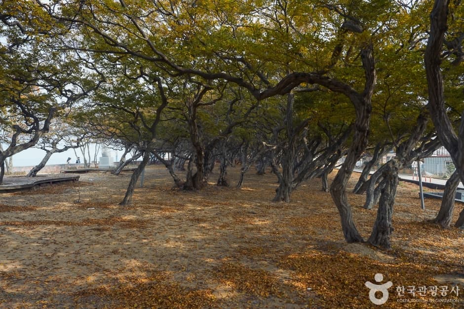 Hornbeam Habitat (서어나무(소사나무)군락지)