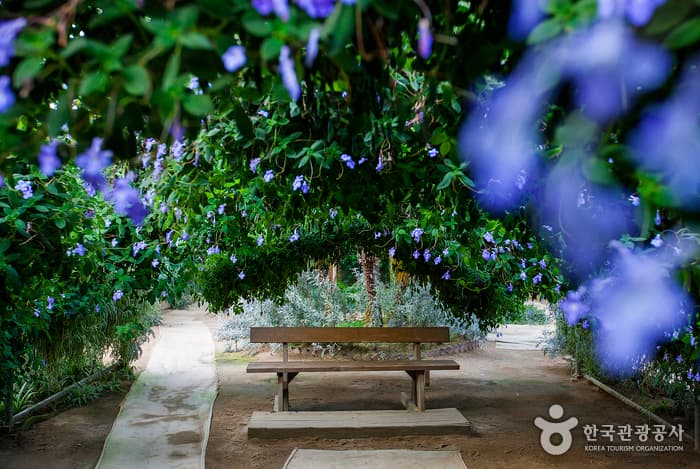 World Flower Botanical Garden (세계꽃식물원)