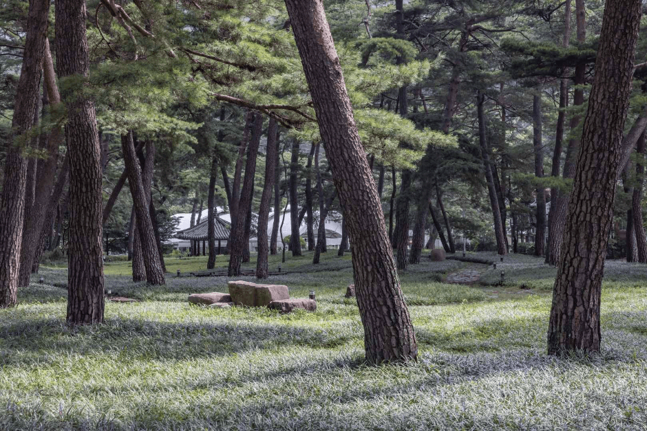 Sangju Maengmundong Pine Forest (상주 맥문동 솔숲)