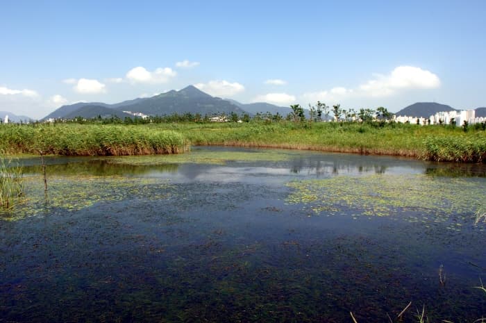 Eulsukdo Migratory Bird Park (을숙도 철새공원)