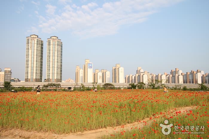 Sangdong Lake Park (상동호수공원)