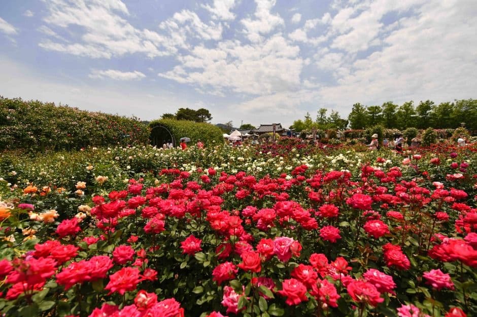 Gokseong International Rose Festival (곡성세계장미축제)