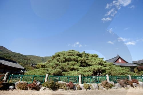 Unmunsa Temple (운문사)