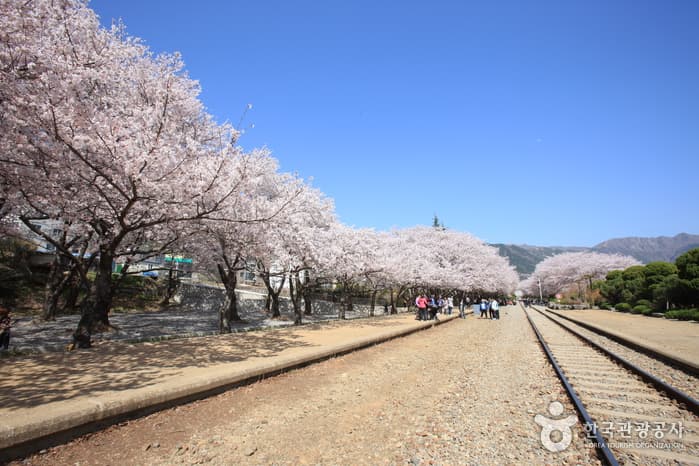 Gyeonghwa Station Cherry Blossom Street (경화역 벚꽃길)